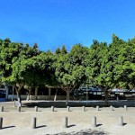 Ficus Indian Laurel Tree (Ficus nitida - syn. Ficus Microcarpa) Ficus Indian Laurel Tree (Ficus nitida - syn. Ficus Microcarpa)