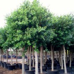 Ficus Indian Laurel Tree (Ficus nitida - syn. Ficus Microcarpa) Ficus Indian Laurel Tree (Ficus nitida - syn. Ficus Microcarpa)