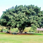 Ficus Indian Laurel Tree (Ficus nitida - syn. Ficus Microcarpa) Ficus Indian Laurel Tree (Ficus nitida - syn. Ficus Microcarpa)