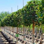 Ficus Indian Laurel Tree (Ficus nitida - syn. Ficus Microcarpa) Ficus Indian Laurel Tree (Ficus nitida - syn. Ficus Microcarpa)