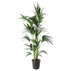 Thatch Palm (Howea forsteriana or Kentia forsteriana) | Indoor Foliage Plants Thatch Palm (Howea forsteriana or Kentia forsteriana)