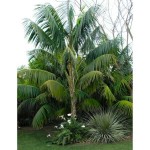 Thatch Palm (Howea forsteriana or Kentia forsteriana)