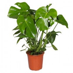Swiss Cheese Plant (Monstera deliciosa – syn. Philodendron pertusum) | Indoor Foliage Plants Swiss Cheese Plant (Monstera deliciosa)