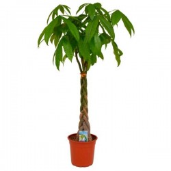 Παχίρα (Pachira aquatica) ή Δέντρο Χρήματος