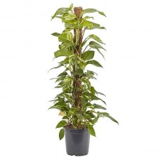 Devil's Ivy or Golden Pothos (Epipremnum aureum) Vine Plant - Golden Pothos Plants