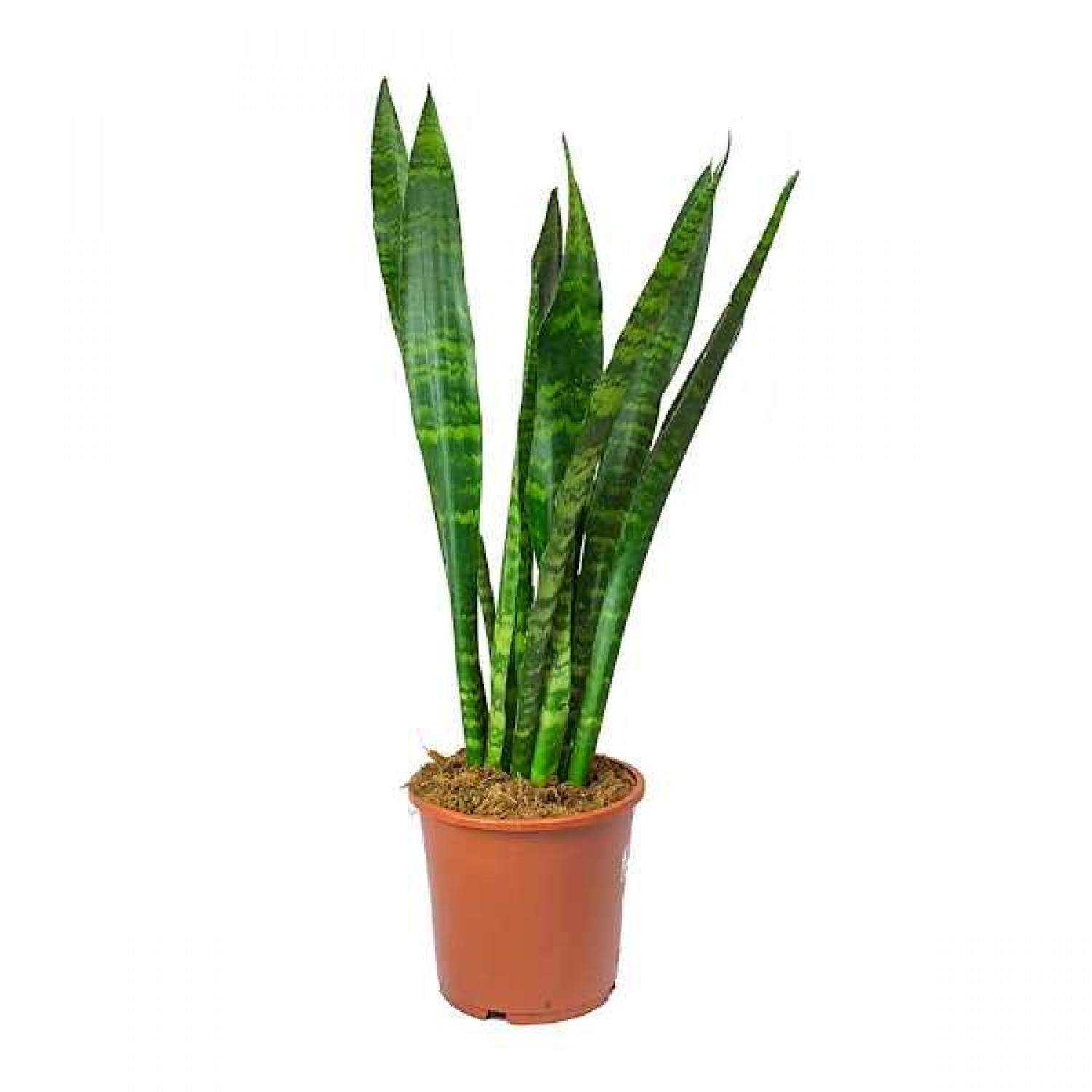 Σανσεβιέρια Black Coral (Sansevieria trifasciata ‘Black Coral’) ή Γλώσσα της Πεθεράς - Παχύφυτο Σανσεβιέρια Black Coral (Sansevieria trifasciata ‘Black Coral’)