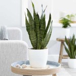 Σανσεβιέρια Black Coral (Sansevieria trifasciata ‘Black Coral’) ή Γλώσσα της Πεθεράς - Παχύφυτο Σανσεβιέρια Black Coral (Sansevieria trifasciata ‘Black Coral’)