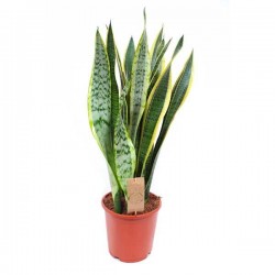 Snake Plant Variegated ‘Laurentii’ (Sansevieria trifasciata ‘Laurentii’) Snake Plant Variegated ‘Laurentii’ (Sansevieria trifasciata ‘Laurentii’)