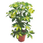 Variegated Dwarf Umbrella Tree (Schefflera arboricola 'Variegata')