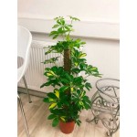 Variegated Dwarf Umbrella Tree (Schefflera arboricola 'Variegata')