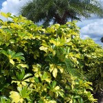 Variegated Dwarf Umbrella Tree (Schefflera arboricola 'Variegata')