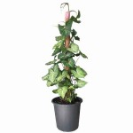 Arrowhead Philodendron (Syngonium podophyllum) Vine Plant - Arrowhead Vine Plants
