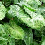Arrowhead Philodendron (Syngonium podophyllum) Vine Plant - Arrowhead Vine Plants