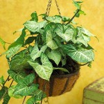 Arrowhead Philodendron (Syngonium podophyllum) Vine Plant - Arrowhead Vine Plants
