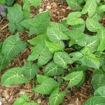 Arrowhead Philodendron (Syngonium podophyllum) Vine Plant - Arrowhead Vine Plants