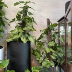 Arrowhead Philodendron (Syngonium podophyllum) Vine Plant - Arrowhead Vine Plants