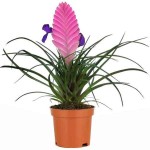 Pink Quill (Tillandsia cyanea-syn. Wallisia cyanea) Plant - Pink Quills Flowering Plants