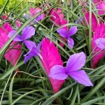 Pink Quill (Tillandsia cyanea-syn. Wallisia cyanea) Plant - Pink Quills Flowering Plants