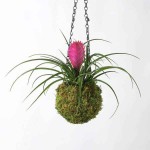 Pink Quill (Tillandsia cyanea-syn. Wallisia cyanea) Plant - Pink Quills Flowering Plants