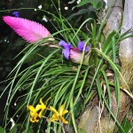 Pink Quill (Tillandsia cyanea-syn. Wallisia cyanea) Plant - Pink Quills Flowering Plants