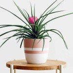 Pink Quill (Tillandsia cyanea-syn. Wallisia cyanea) Plant - Pink Quills Flowering Plants