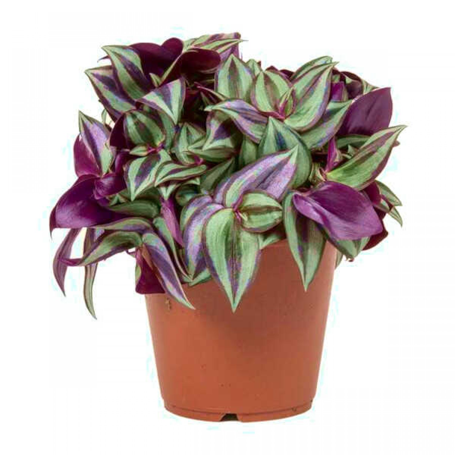 Τραδεσκάντια ζεμπρίνα ή Τηλέγραφος (Tradescantia zebrina) | Πανασέ Φυτά για Γλάστρα & Κήπο Τραδεσκάντια ζεμπρίνα ή Τηλέγραφος (Tradescantia zebrina)