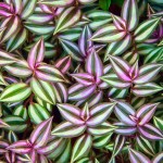 Τραδεσκάντια ζεμπρίνα ή Τηλέγραφος (Tradescantia zebrina) | Πανασέ Φυτά για Γλάστρα & Κήπο Τραδεσκάντια ζεμπρίνα ή Τηλέγραφος (Tradescantia zebrina)