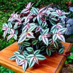 Τραδεσκάντια ζεμπρίνα ή Τηλέγραφος (Tradescantia zebrina) | Πανασέ Φυτά για Γλάστρα & Κήπο Τραδεσκάντια ζεμπρίνα ή Τηλέγραφος (Tradescantia zebrina)