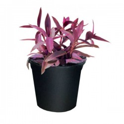 Purple Heart (Tradescantia pallida) | Indoor Foliage Plants
