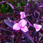 Purple Heart (Tradescantia pallida) Purple Heart (Tradescantia pallida) | Indoor Foliage Plants