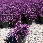 Purple Heart (Tradescantia pallida) Purple Heart (Tradescantia pallida) | Indoor Foliage Plants