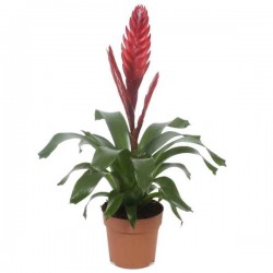 Βριέζια η λαμπρά (Vriesea splendens-συν. Lutheria splendens) Φυτό Ανθοφόρο - Ανθοφόρα Φυτά Βριέζιες