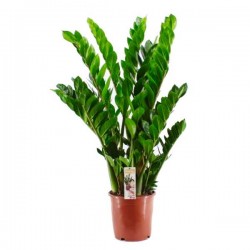 Ζάμια ή Ζαμιούλκας (Zamioculcas zamiifolia)