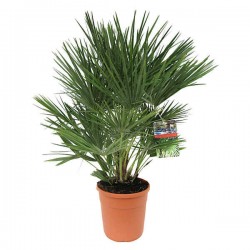 European Fan Palms (Chamaerops humilis) | Kipogeorgiki