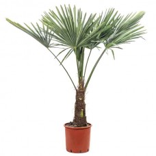 Chinese Windmill Palm or Chusan Palm (Chamaerops excelsa-syn. Trachycarpus fortunei) Tree - Plant-Palms-Tropical Plants