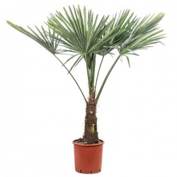 Chinese Windmill Palm or Chusan Palm-Chamaerops excelsa Chinese Windmill Palm or Chusan Palm (Chamaerops excelsa-syn. Trachycarpus fortunei) Tree - Plant-Palms-Tropical Plants