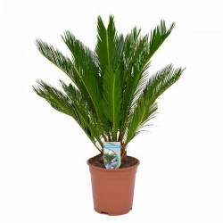 Sago Palm (Cycas revoluta) | Palm Trees  Sago Palm (Cycas revoluta) | Kipogeorgiki