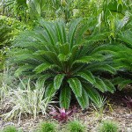 Sago Palm (Cycas revoluta) | Palm Trees  Sago Palm (Cycas revoluta) | Kipogeorgiki