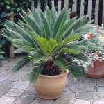 Sago Palm (Cycas revoluta) | Palm Trees  Sago Palm (Cycas revoluta) | Kipogeorgiki
