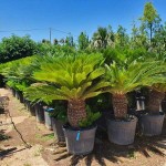 Sago Palm (Cycas revoluta) | Palm Trees  Sago Palm (Cycas revoluta) | Kipogeorgiki