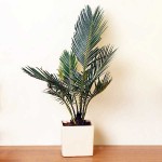 Sago Palm (Cycas revoluta) | Palm Trees  Sago Palm (Cycas revoluta) | Kipogeorgiki