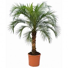Dwarf Date Palm or Robellini Palm (Phoenix roebelenii) Tree - Plant-Palms-Tropical Plants