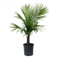 Majesty Palm (Ravenea rivularis) | Palms