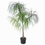 Queen Palm (Syagrus romanzoffiana) | Palms