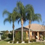 Queen Palm (Syagrus romanzoffiana) | Palms