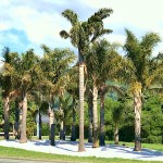 Queen Palm (Syagrus romanzoffiana) | Palms