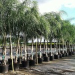 Queen Palm (Syagrus romanzoffiana) | Palms