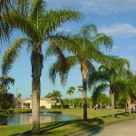 Queen Palm (Syagrus romanzoffiana) | Palms