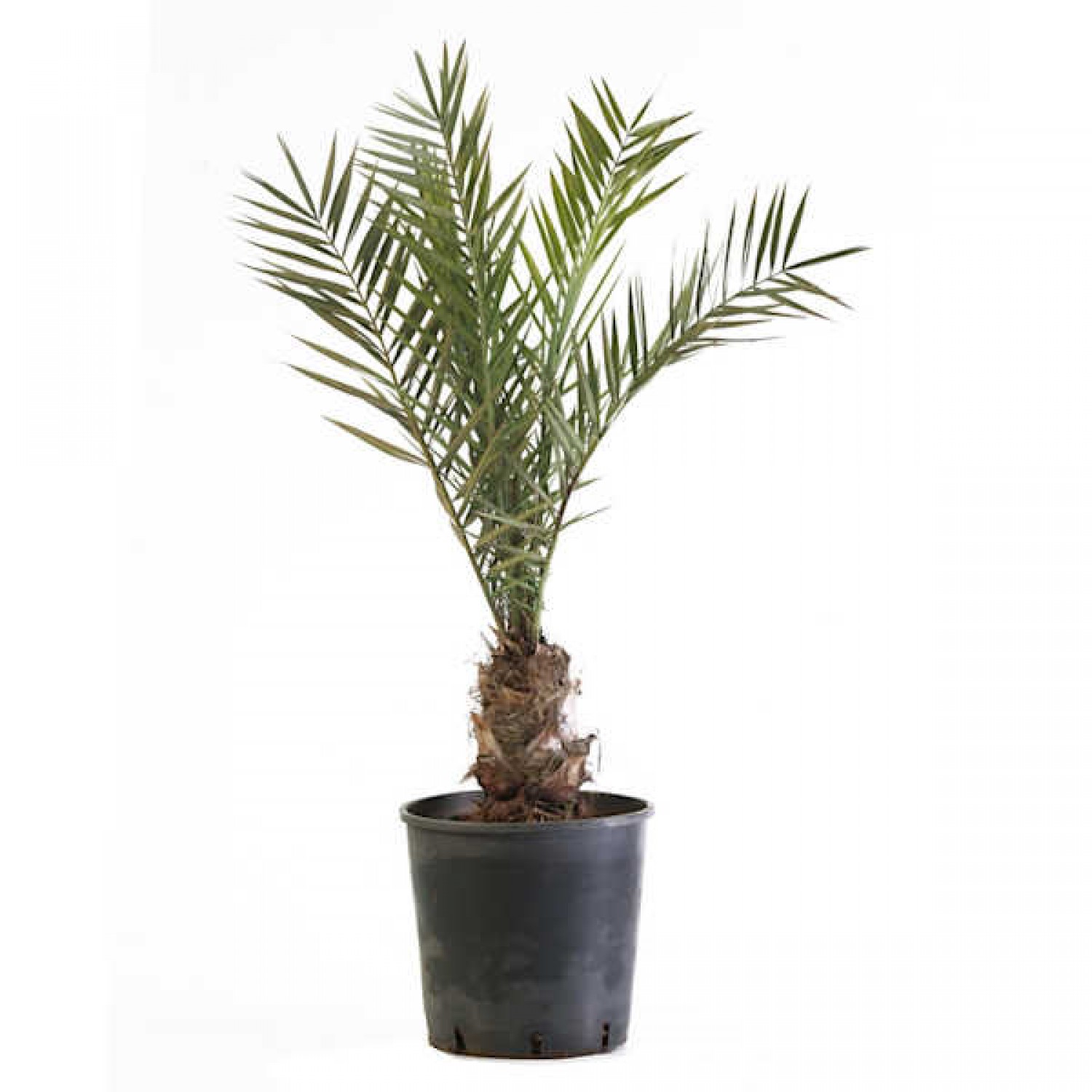 Date Palm (Phoenix dactylifera) Tree | Palms
