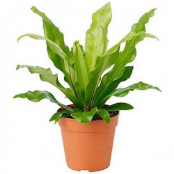 Bird's Nest Fern (Asplenium nidus) Plant Bird's Nest Fern (Asplenium nidus) Plant - Foliage Plants-Ferns